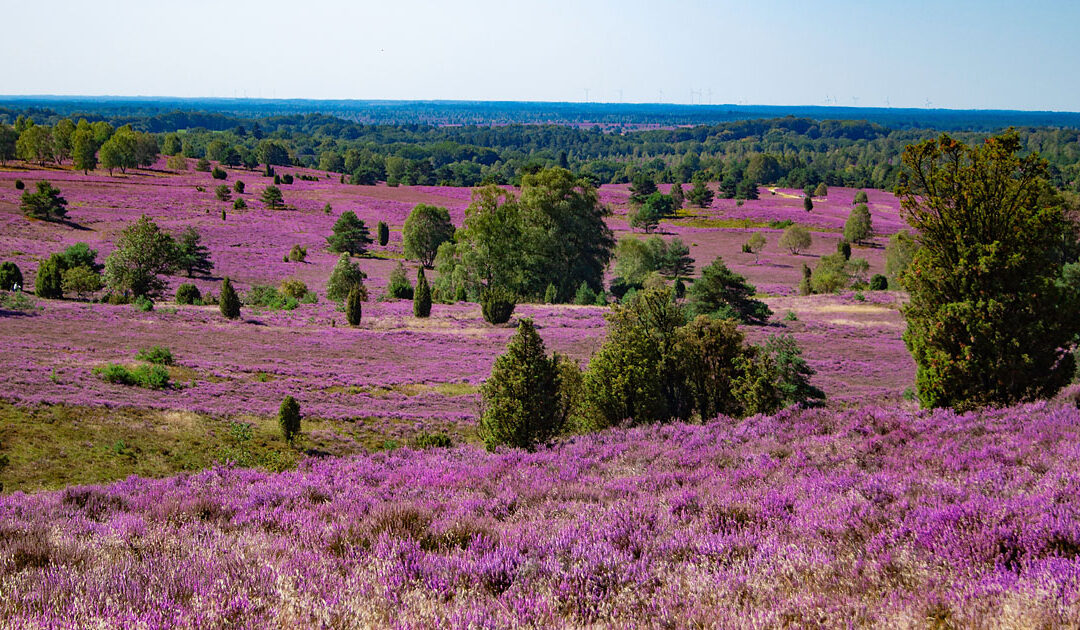 Lüneburger Heide